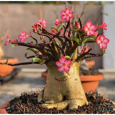 Adenium Socotranum Seeds, Thai Socotranum Seeds – Variety#252 | Shopee Philippines