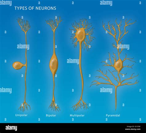 Berbagai Jenis Neuron Neuron Types Neuron Types Unipolar, 48% OFF