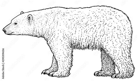 Polar bear illustration, drawing, engraving, ink, line art, vector ...