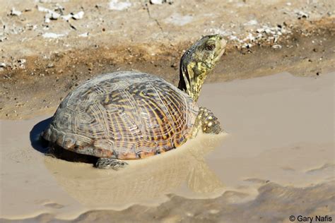 Desert Box Turtle - Terrapene ornata luteola