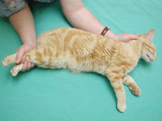 Astonishing Cat Restraint Bag For Giving Fluids Photos – Animal lovers ...