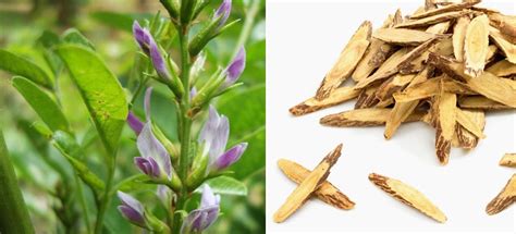 Licorice (Glycyrrhiza Glabra) Root Extract Benefits & Side Effects - Ayur Times