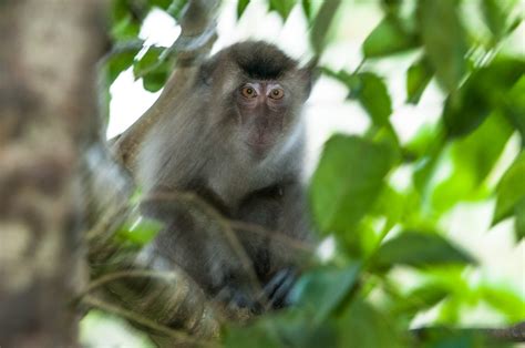 Long Tailed Macaque | Sean Crane Photography