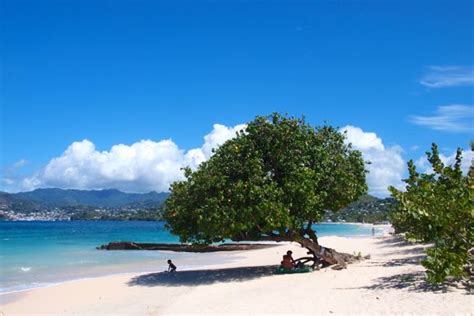 Wish You Were Here: Limin' in de Shade on Grand Anse Beach, Grenada ...