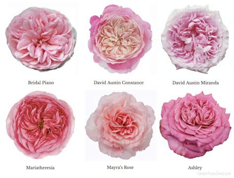 Varieties of Pink Garden Roses - Garden Roses Direct