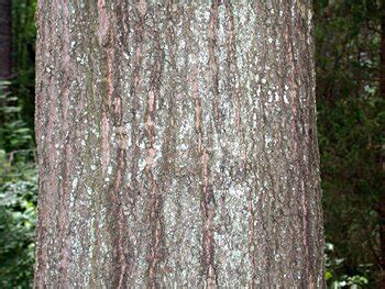 Water Oak (Quercus nigra)