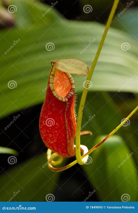 Carnivorous Pitcher Plant stock image. Image of beautiful - 1849093