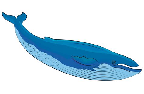 Free Blue Whale Clipart, Download Free Blue Whale Clipart png images ...