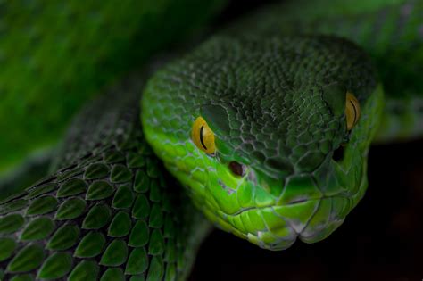 Trimeresurus albolabris by Dom's Fotos / 500px