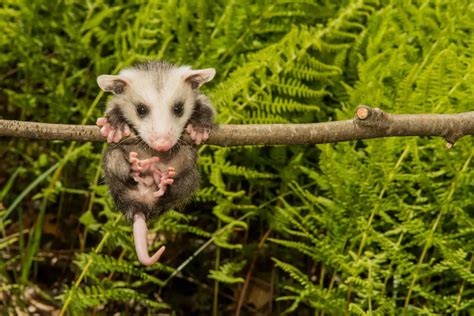 L'opossum est un marsupial de l'ordre des didelphimorphies endémiques ...