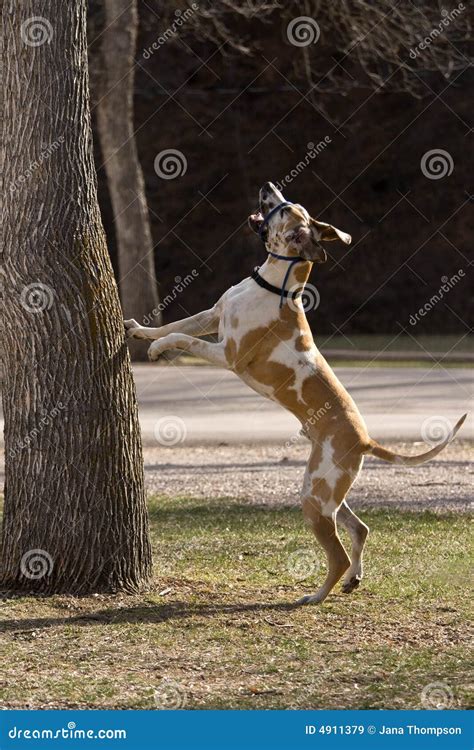 Chasing Squirrels in the Park Stock Image - Image of dane, jumping: 4911379