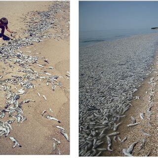 Gobies on the Berdyansk beaches (photo http://www.brd24.com). | Download Scientific Diagram