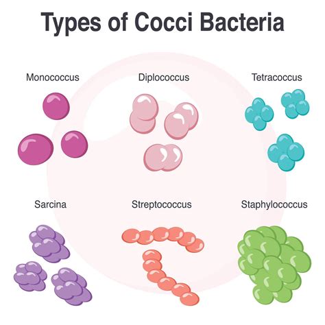 Different Types of Cocci Bacteria Vector Illustration Graphic 8131493 Vector Art at Vecteezy