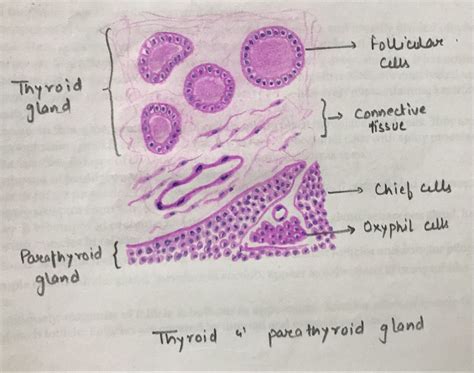 Parathyroid Gland Histology