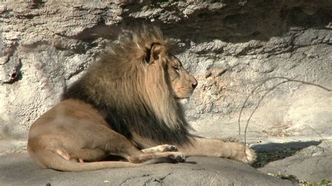 Lion sitting on rock surface Stock Video Footage 00:09 SBV-304459274 - Storyblocks