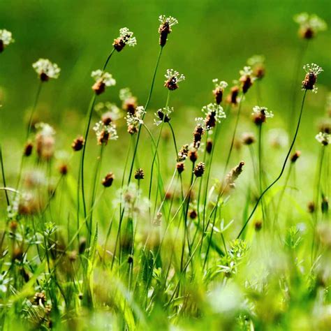 Plantain Seed - English Plantain Herb Seeds