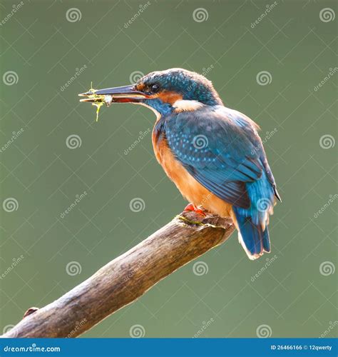 Blue Kingfisher with Food in Beak Stock Photo - Image of fisher, atthis: 26466166