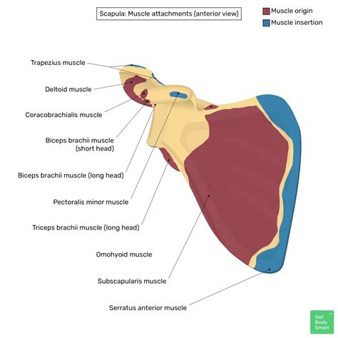 Scapula Bone: Anatomy, Structure And Labeled Diagram