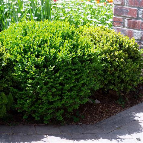 Dwarf English Boxwood — Green Acres Nursery & Supply