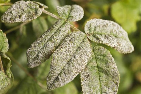 Identifying and Controlling Powdery Mildew on Trees