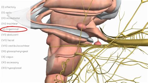 Cranial Nerves Basics - 3D Anatomy Tutorial - YouTube