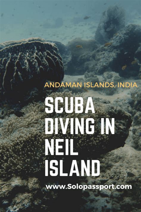 The Ultimate Guide to Scuba Diving in Neil Island (2024)