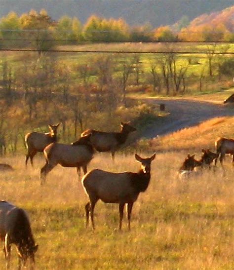 Cow Elk | About 50 elk in this herd of wild elk near Benezet… | Flickr