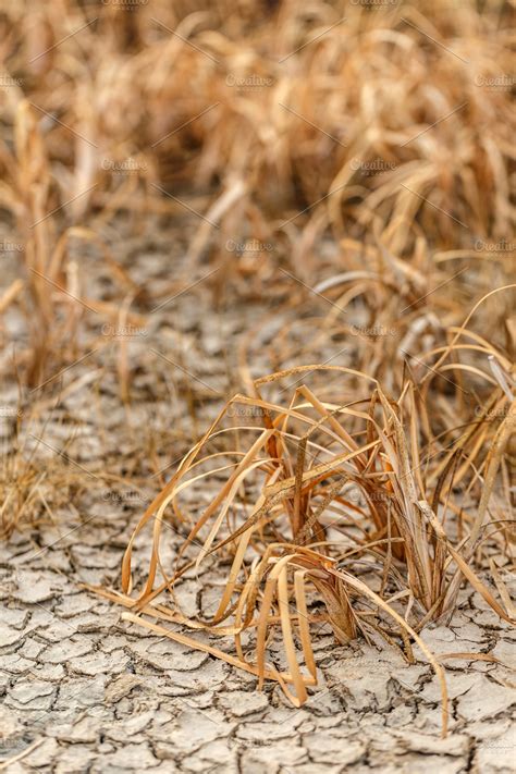 Dried plants | High-Quality Nature Stock Photos ~ Creative Market