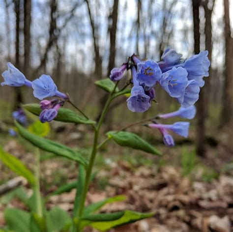 Wildflower Hikes in North Alabama