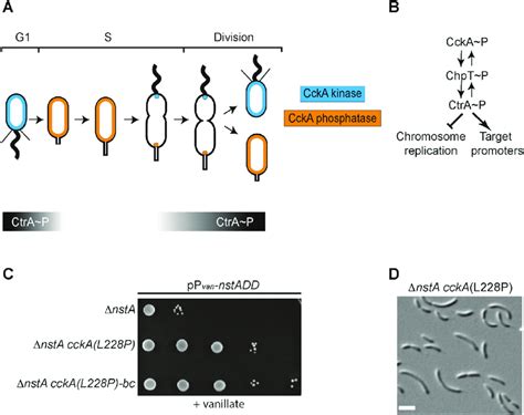 Cell cycle regulation in Caulobacter crescentus by the CckA-CtrA... | Download Scientific Diagram