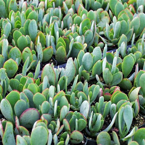 Crassula arborescens 'Blue Hale' Jade - Mountain Crest Gardens