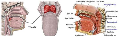 Anatomy Of Tonsils And Adenoids - Anatomical Charts & Posters