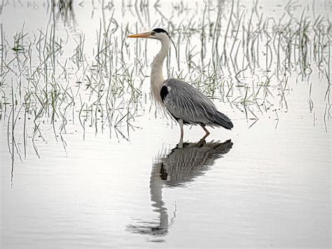 Grey Heron In Breeding Plumage. Photograph by Henk Goossens - Pixels