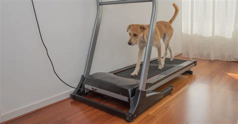 Dog Treadmill Training Tips: 3 Genius Approaches to Match Your Style