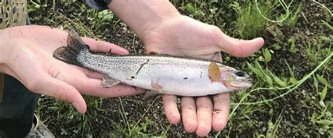 Westslope Cutthroat Trout from Park County, WY, USA on June 17, 2019 at 08:35 PM by Will Bebee ...