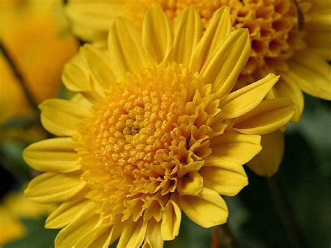 Free picture: yellow, mums, flowers