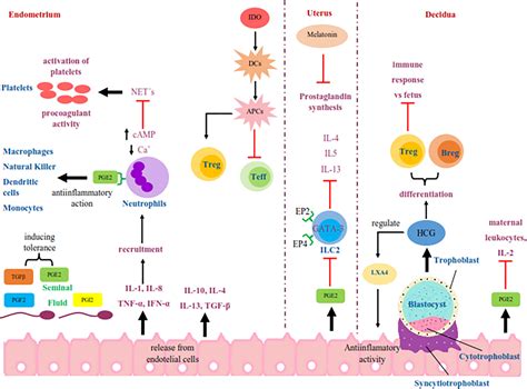 How To Reduce Prostaglandins - Calendarinternal21