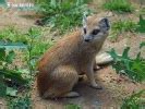 Yellow Mongoose Photos, Yellow Mongoose Images, Nature Wildlife Pictures | NaturePhoto