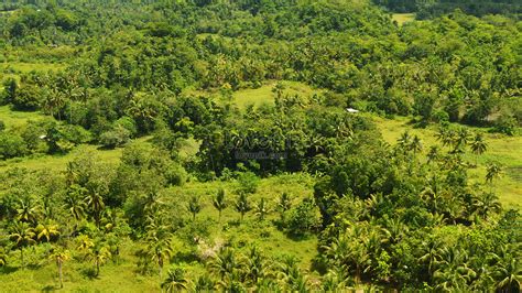 Philippines Bohol Island Tropical Rainforest Beautiful Photos Of ...