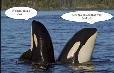 Funny Orca photos |Funny Animal