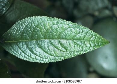 Melastomataceae Family Dicotyledonous Flowering Plants Found Stock Photo 2108528987 | Shutterstock