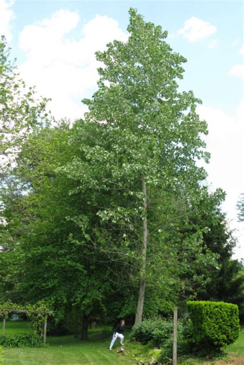 Hybrid Poplar Uses | Hybrid Poplar Trees