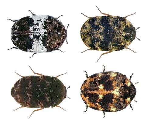 What Are Carpet Beetles? Carpet Beetle Facts & Information