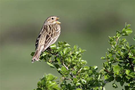 Top 20 Backyard Birds in New Jersey (Free Picture ID Printable) - Bird ...