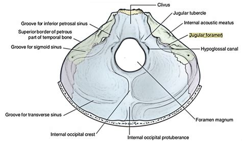 Posterior Cranial Fossa – Earth's Lab