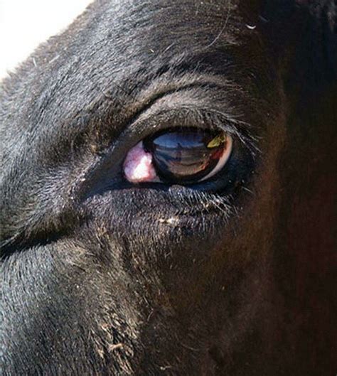 Looking out for eye cancer in cattle | Shepparton News