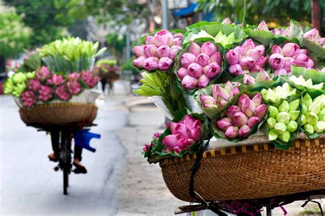 Blossom season in Hanoi, Vietnam - Welcome to Hanoi