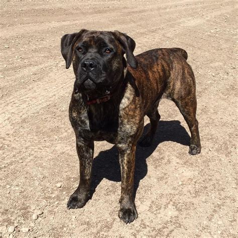 Mae Damali, Brindle Boerboel. www.maeboerboel.com | Beautiful dogs ...