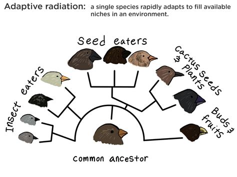 Adaptive Radiation — Definition & Examples - Expii