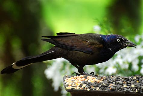 Grackle!